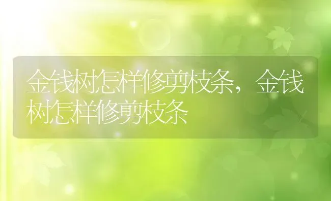 金钱树怎样修剪枝条,金钱树怎样修剪枝条 | 养殖科普