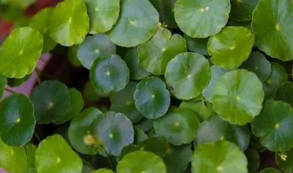 香菇草和金钱草一样吗 | 三农知识