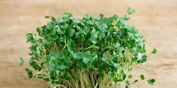 种豆瓣菜需要什么环境条件？有几个品种？ | 农广天地