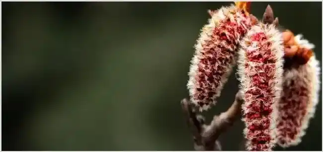 杨树春天掉落的是什么 | 常识大全