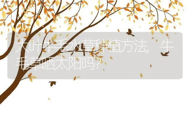 大叶牛毛水草种植方法,牛毛草晒太阳吗？ | 养殖科普