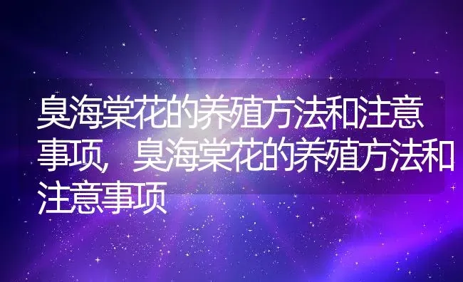 臭海棠花的养殖方法和注意事项,臭海棠花的养殖方法和注意事项 | 养殖科普