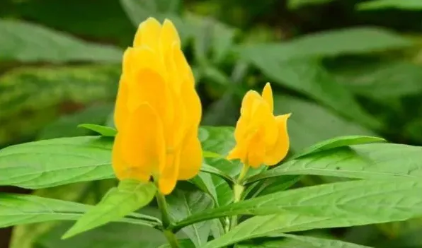 金苞花有毒吗 | 妙招大全