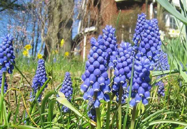 葡萄风信子一年开几次花,葡萄风信子花期多久？