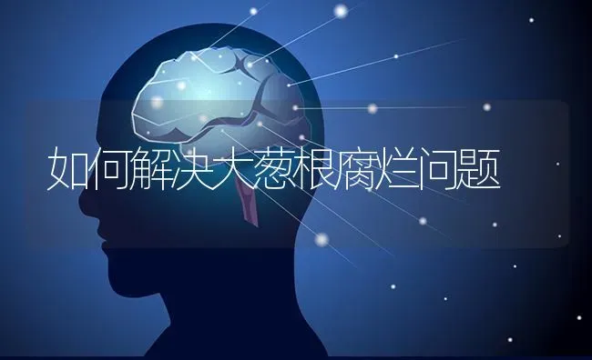 如何解决大葱根腐烂问题 | 养殖技术大全