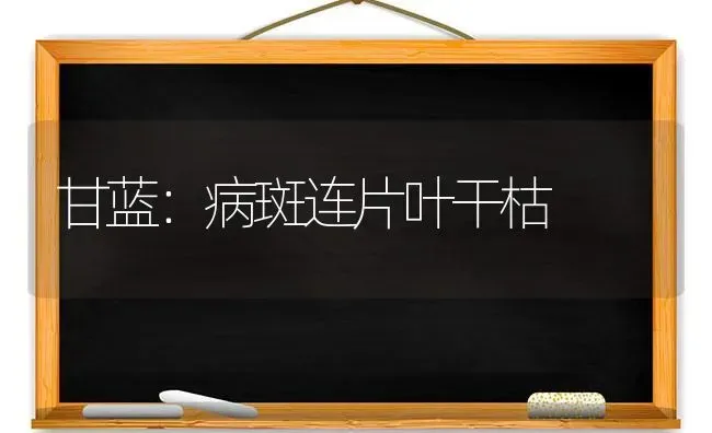 甘蓝：病斑连片叶干枯 | 养殖知识