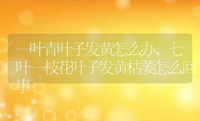 一叶青叶子发黄怎么办,七叶一枝花叶子发黄枯萎怎么回事 | 养殖学堂