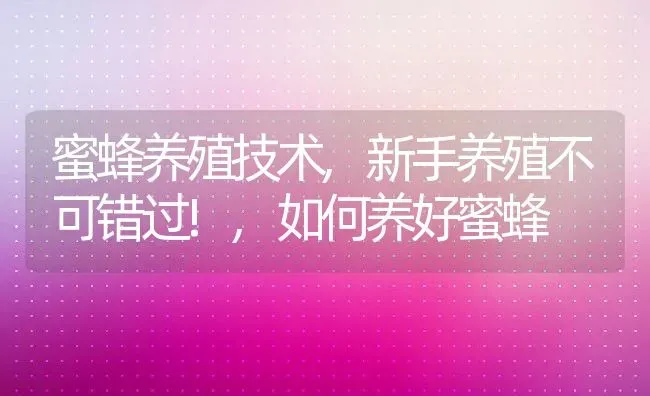 蜜蜂养殖技术,新手养殖不可错过!,如何养好蜜蜂 | 养殖学堂