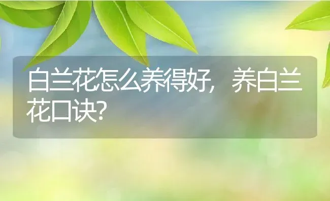 白兰花怎么养得好,养白兰花口诀？ | 养殖学堂