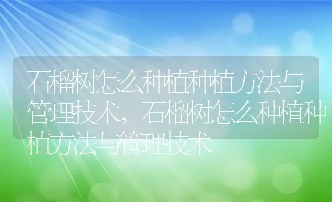 石榴树怎么种植种植方法与管理技术,石榴树怎么种植种植方法与管理技术 | 养殖科普