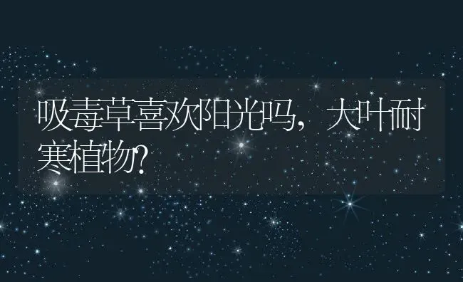 吸毒草喜欢阳光吗,大叶耐寒植物？ | 养殖科普