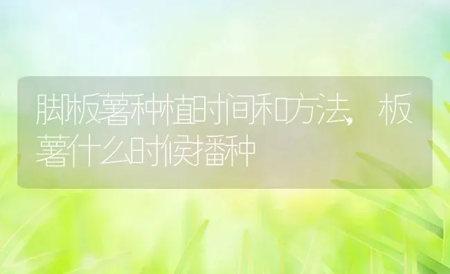 脚板薯种植时间和方法,板薯什么时候播种 | 养殖学堂