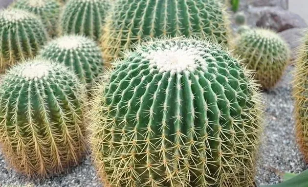 小仙人球怎么养长得快,仙人球的最佳种植方法是什么？