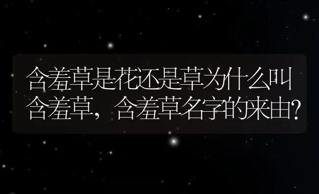 郁金香是多年生的吗,郁金香的寿命有多少年？ | 养殖科普