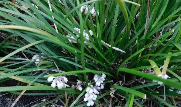 菖蒲和沿阶草的区别 | 生活常识