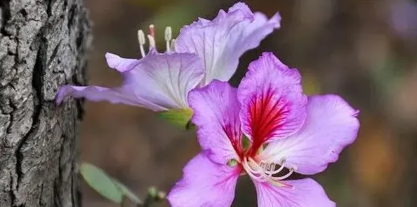 紫荆花能长多高 | 三农知识