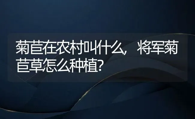 菊苣在农村叫什么,将军菊苣草怎么种植？ | 养殖科普