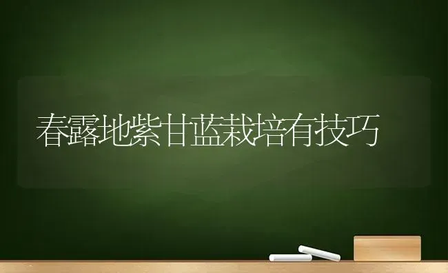 春露地紫甘蓝栽培有技巧 | 养殖技术大全