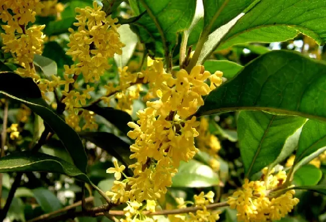 什么品种的桂花最好,金镶玉桂花哪个品种好？