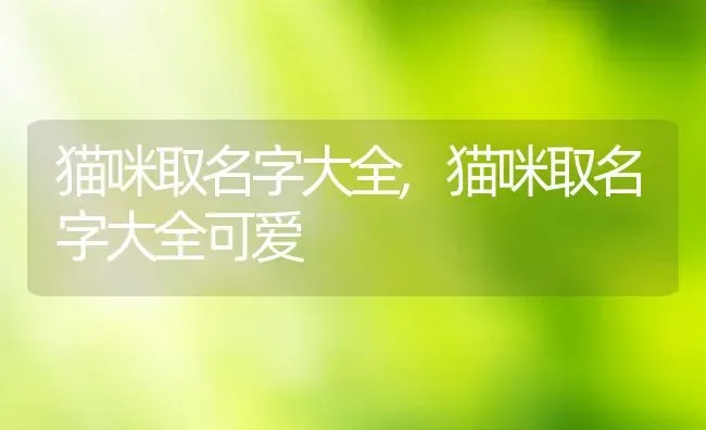 猫咪取名字大全,猫咪取名字大全可爱 | 养殖资料