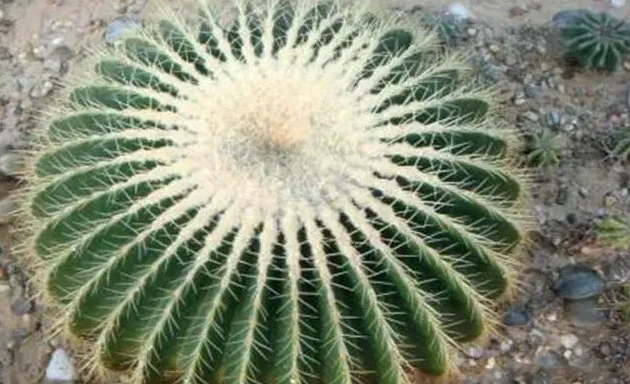 小仙人球怎么养长得快,仙人球的最佳种植方法是什么？