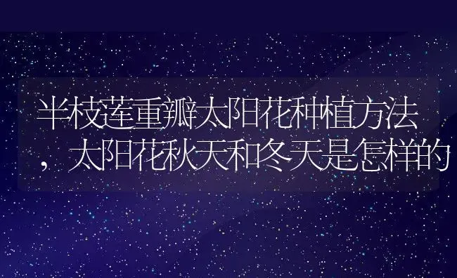 半枝莲重瓣太阳花种植方法,太阳花秋天和冬天是怎样的 | 养殖学堂