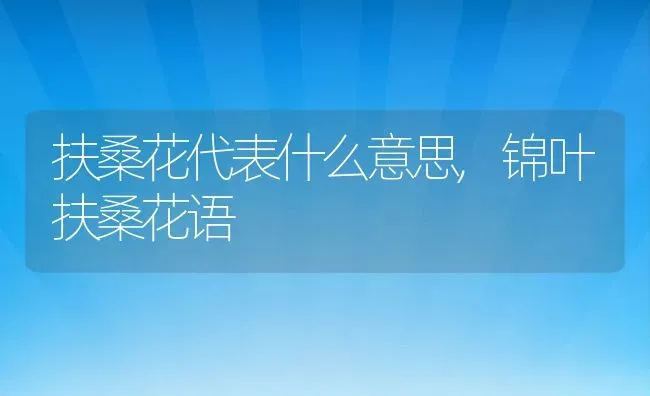 扶桑花代表什么意思,锦叶扶桑花语 | 养殖学堂