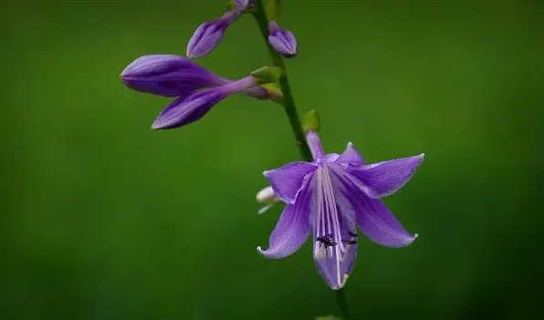 玉簪花果实的作用 | 农广天地