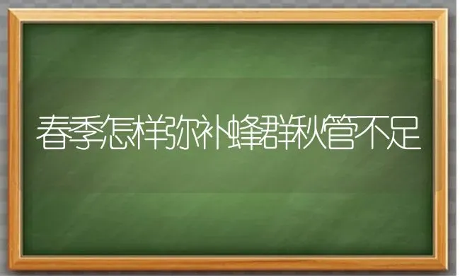 春季怎样弥补蜂群秋管不足 | 养殖技术大全