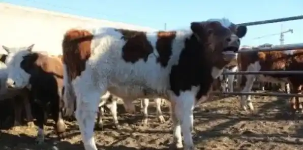 秋季养牛工作需要注意什么？这四点不容忽视！ | 生活常识