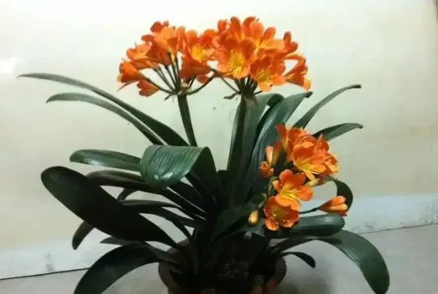 君子兰是有灵性的花吗,什么花可以让人变得有灵性？
