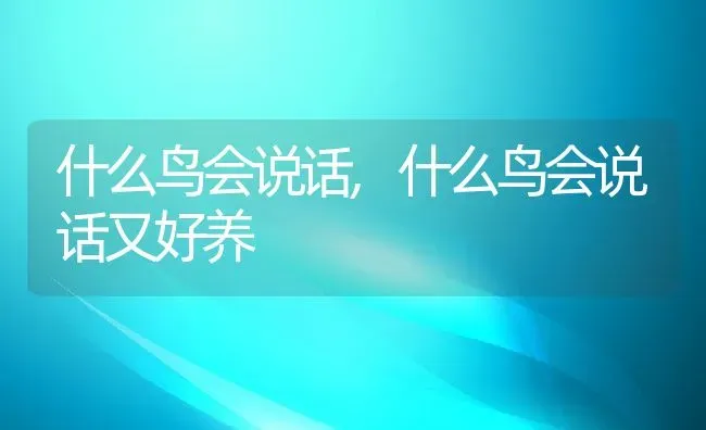 什么鸟会说话,什么鸟会说话又好养 | 养殖科普