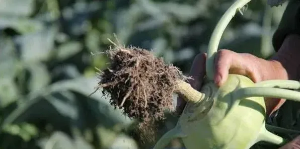 苤蓝种植高产管理方法技术 | 农广天地