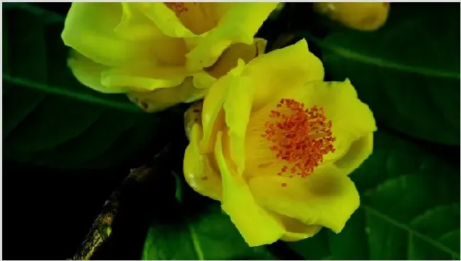 金茶花种子种植方法 | 生活妙招