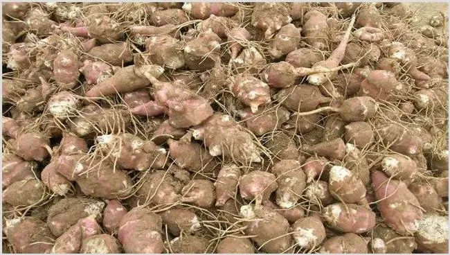 洋姜的种植方法 | 生活常识