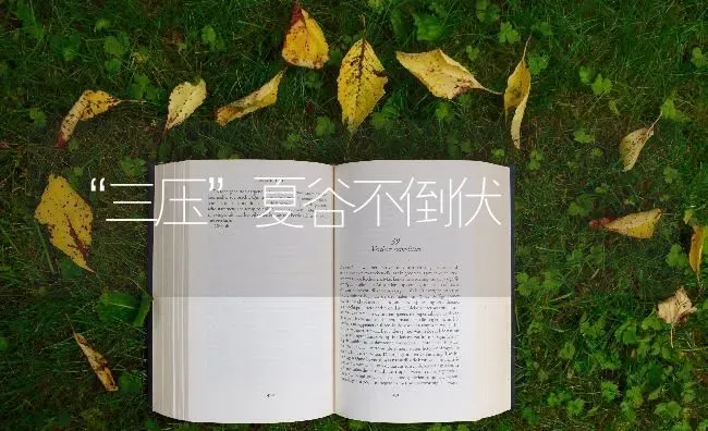 “三压”夏谷不倒伏 | 养殖技术大全