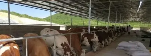 养肉牛的利润与成本 | 农广天地