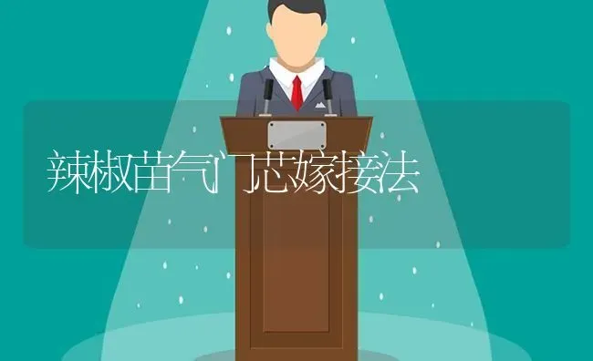 辣椒苗气门芯嫁接法 | 养殖技术大全