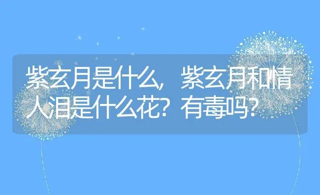 紫玄月是什么,紫玄月和情人泪是什么花？有毒吗？ | 养殖科普