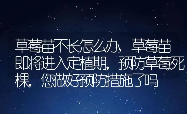 草莓苗不长怎么办,草莓苗即将进入定植期，预防草莓死棵，您做好预防措施了吗 | 养殖学堂