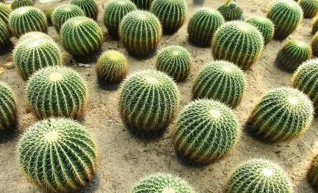 小仙人球怎么养长得快,仙人球的最佳种植方法是什么？