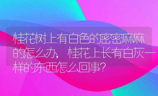 桂花树上有白色的密密麻麻的怎么办,桂花上长有白灰一样的东西怎么回事？ | 养殖科普