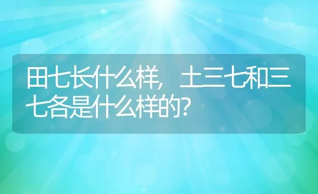 田七长什么样,土三七和三七各是什么样的？ | 养殖科普