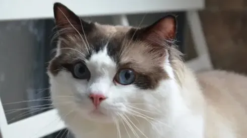 布偶猫打喷嚏是怎么回事,布偶猫连续打喷嚏是不是感冒，好像流鼻涕是怎么回事啊？