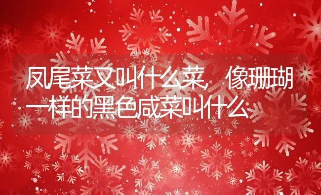 凤尾菜又叫什么菜,像珊瑚一样的黑色咸菜叫什么 | 养殖学堂