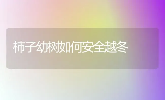 柿子幼树如何安全越冬 | 养殖技术大全