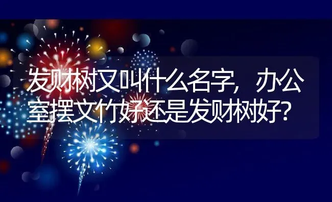 发财树又叫什么名字,办公室摆文竹好还是发财树好？ | 养殖科普