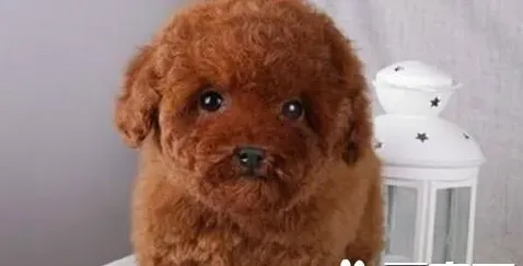 泰迪可以吃什么食物,泰迪犬爱吃什么零食？
