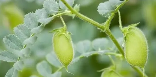 鹰嘴豆的高产种植技术详解 | 生活常识