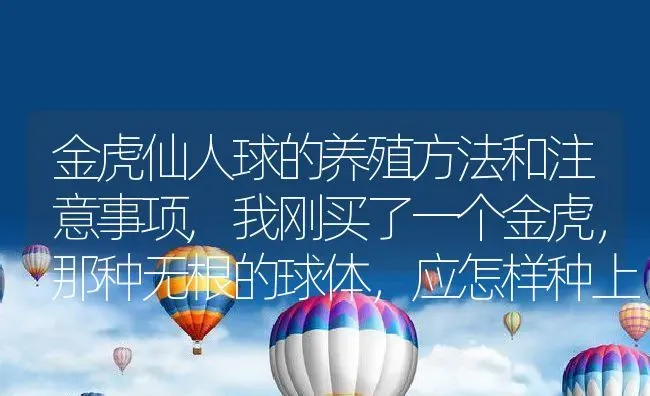 金虎仙人球的养殖方法和注意事项,我刚买了一个金虎，那种无根的球体，应怎样种上易成活？ | 养殖科普